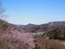 藤原湖近くの桜